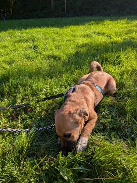 Joschi auf Pflegestelle in Dortmund