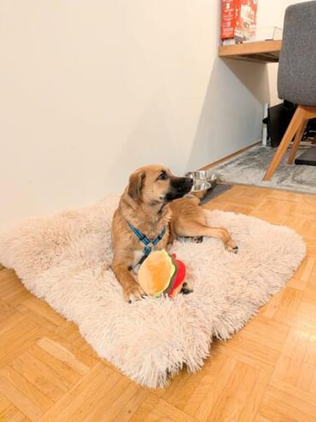 Joschi auf Pflegestelle in Dortmund