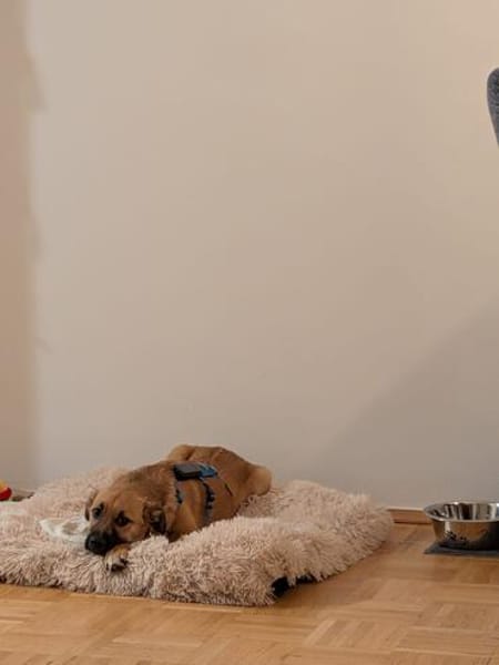 Joschi auf Pflegestelle in Dortmund