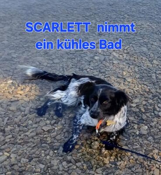 Scarlett sucht fröhliches liebevolles Zuhause