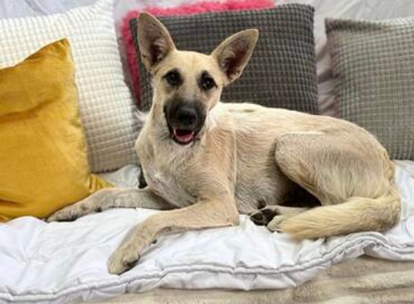 Ada, 1 Jahr jung  und diese Öhrchen muss man einfach lieben