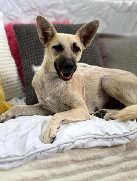 Ada, 1 Jahr jung  und diese Öhrchen muss man einfach lieben