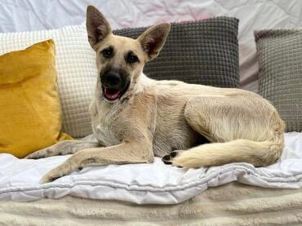 Ada, 1 Jahr jung  und diese Öhrchen muss man einfach lieben