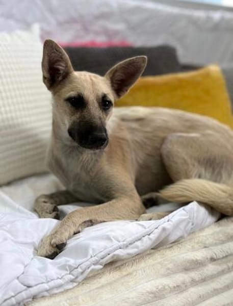 Ada, 1 Jahr jung  und diese Öhrchen muss man einfach lieben
