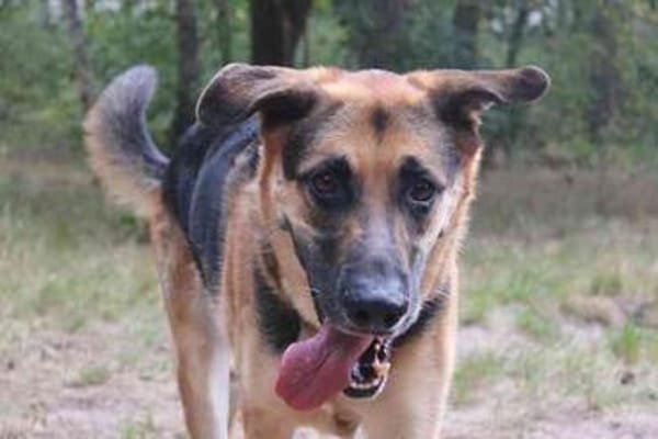 Ivan, großer Kuschelhund