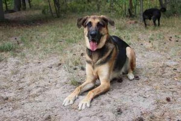 Ivan, großer Kuschelhund