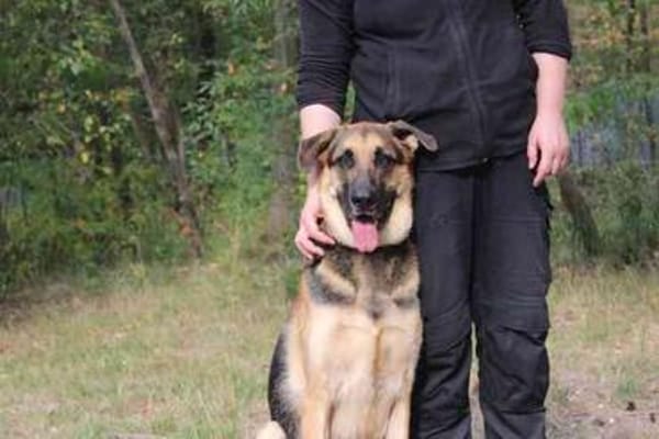 Ivan, großer Kuschelhund