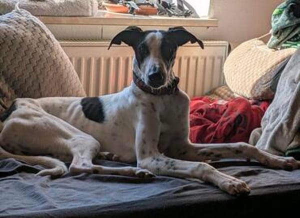 Malino  sportlicher Windhund-Mix sucht seine Menschen ❤
