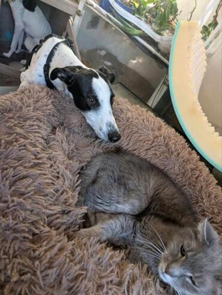 Malino  sportlicher Windhund-Mix sucht seine Menschen ❤