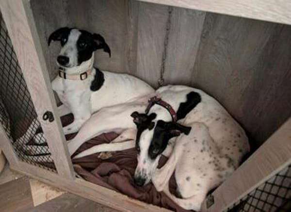 Malino  sportlicher Windhund-Mix sucht seine Menschen ❤