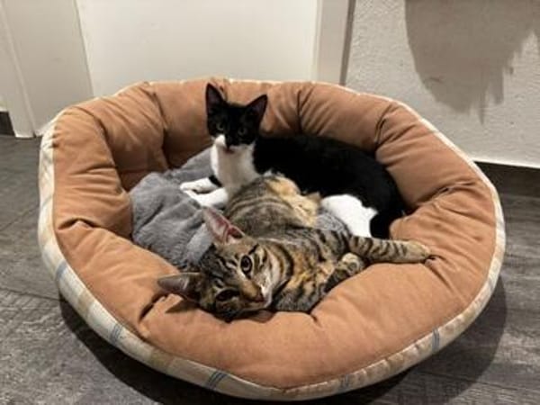 Felix, kleine Schnurrmaschine, ca. 7 Monate