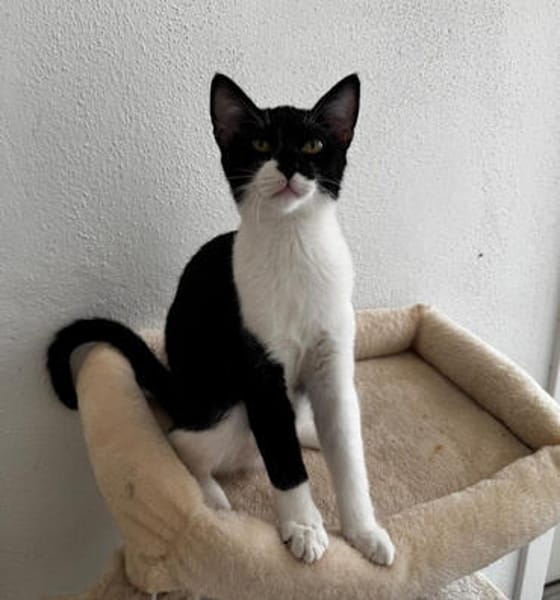 Felix, kleine Schnurrmaschine, ca. 7 Monate