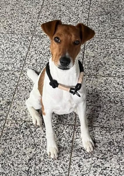 Foxi, lebensfroher Foxterriermix, ca. 2 Jahre