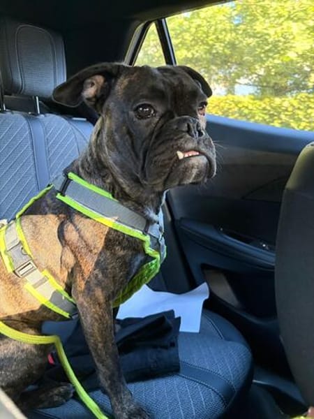 Boxermix Buddy sucht sportliche Menschen