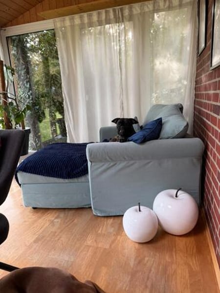 Boxermix Buddy sucht sportliche Menschen