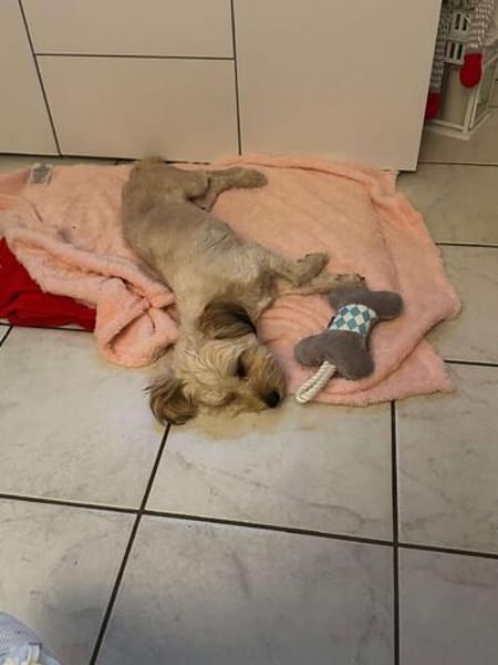 Kleine zarte Milla sucht Menschen zum Ankommen