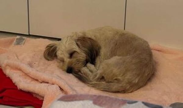 Kleine zarte Milla sucht Menschen zum Ankommen