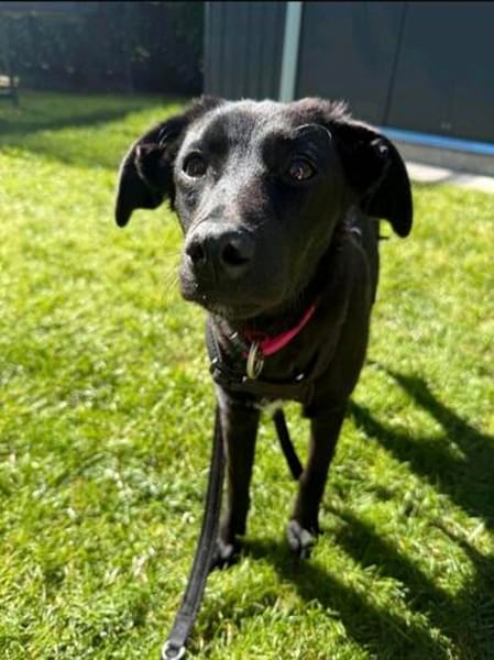 Luna- sensible Junghündin sucht ihr Für-immer-Zuhause