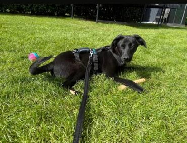 Luna- sensible Junghündin sucht ihr Für-immer-Zuhause