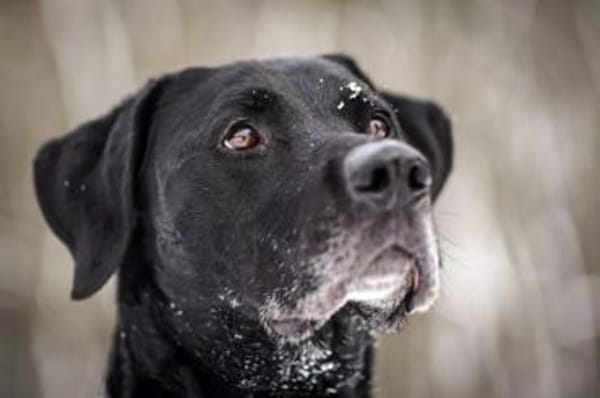 Buddy, su. hundeerfahrene Besitzer
