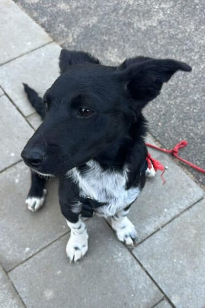 Welpenmädchen Chana  wartet in 22081 Hamburg