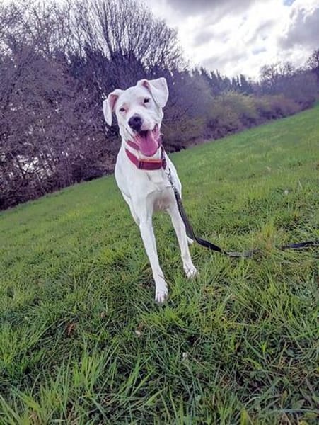 Yaki, ca. 65cm, 32kg sucht Menschen mit Hunderfahrung...