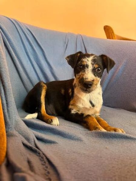 Ronja sucht ihr Für-Immer-Zuhause