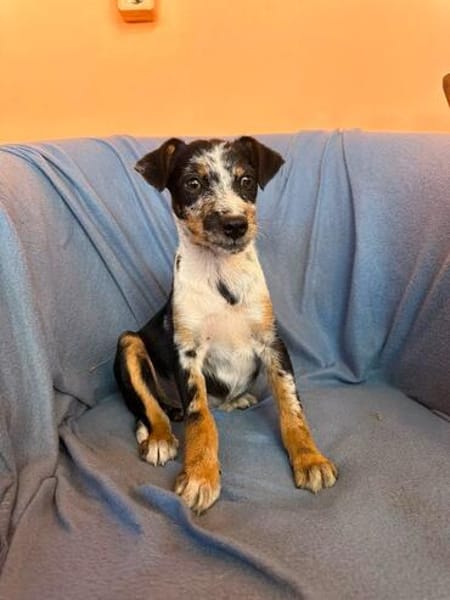 Ronja sucht ihr Für-Immer-Zuhause