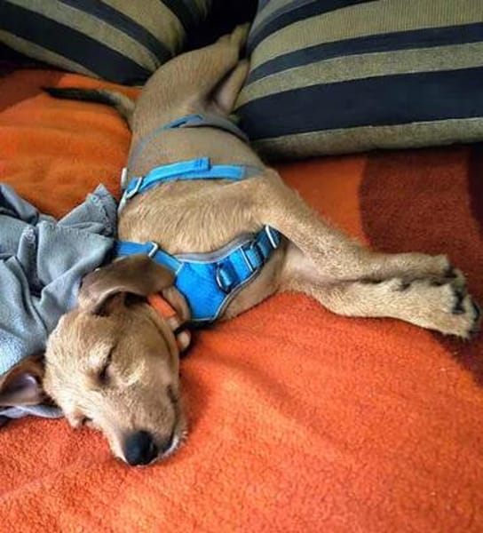 Bobby3, der Süße, sucht seine Familie - NEUE FOTOS & VIDEO
