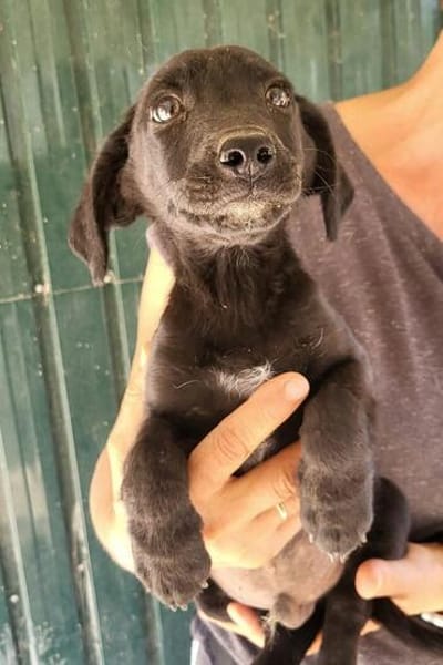 Bub♥Spunky♥liebes Familienmitglied wartet in 09648 Mittweida