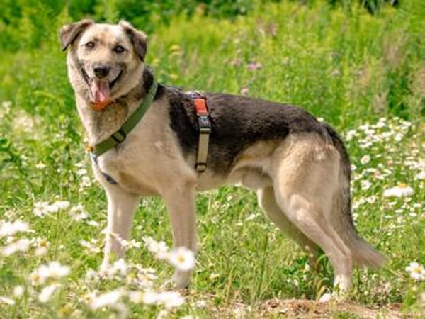 Ein zarter Junge auf der Suche nach Glück: Ponchik