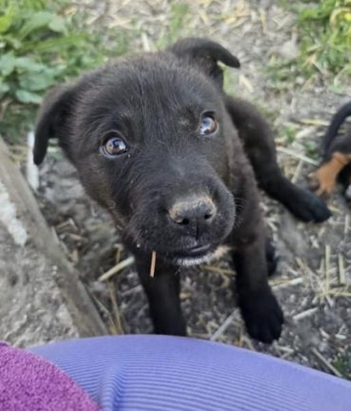 Junghund Giotto in HAMBURG sucht Familie