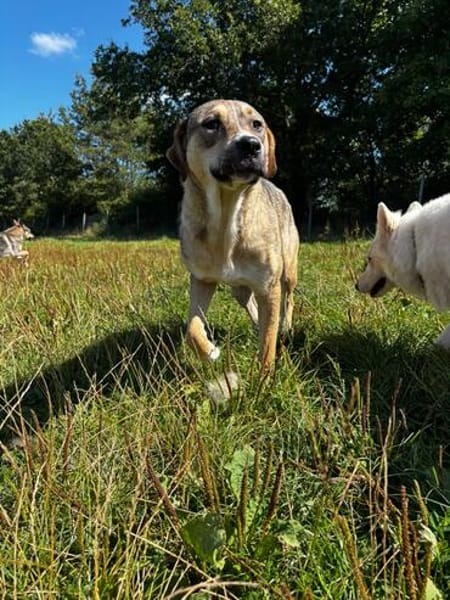 Sophie sucht ihr Zuhause 🐾