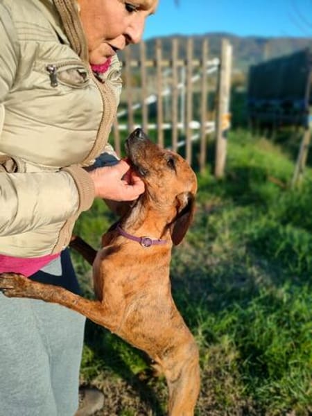 Zara 💝 liebe Hündin auf Pflegestelle in Würzburg
