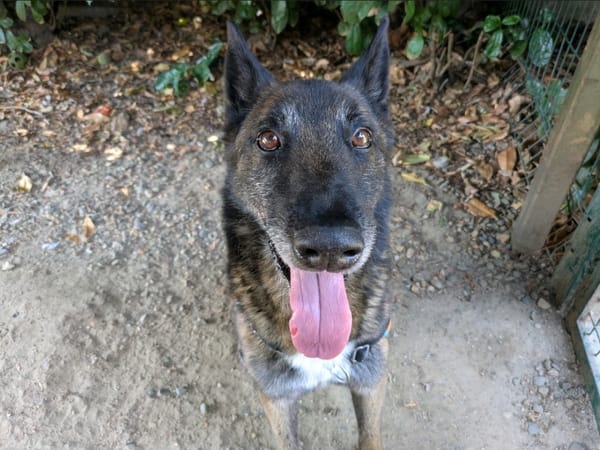 ANGUS