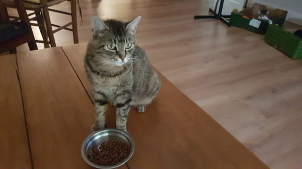 MAYA