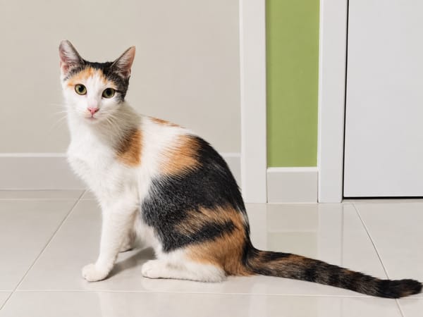 DUCHESSE