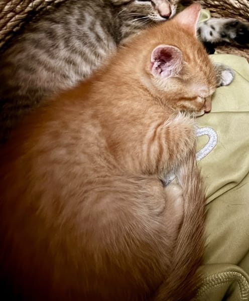 Simba