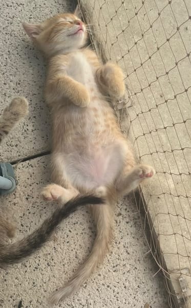 Simba