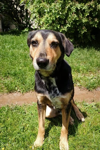 Oskar ist auf der Suche nach der Nadel im Heuhaufen. ❤