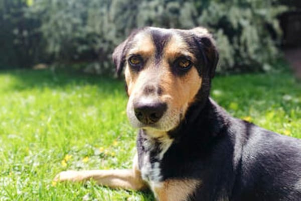 Oskar ist auf der Suche nach der Nadel im Heuhaufen. ❤