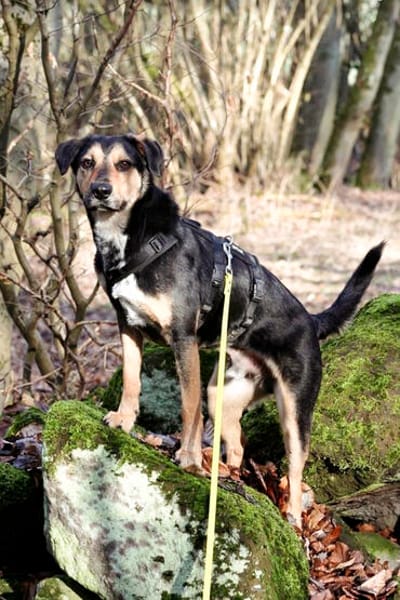 Oskar ist auf der Suche nach der Nadel im Heuhaufen. ❤