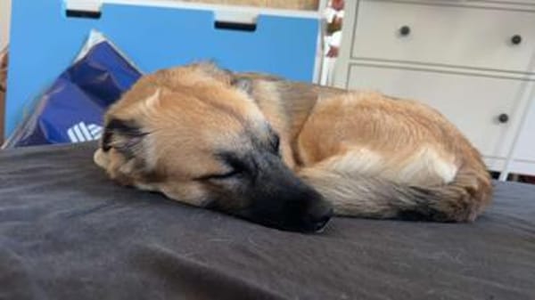 Zauberhafte Lou sucht in Trier ihre Menschen!