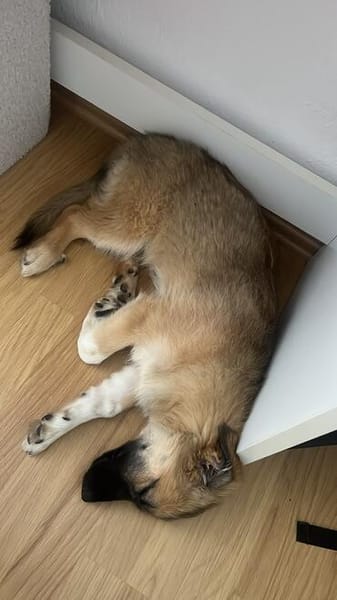 Zauberhafte Lou sucht in Trier ihre Menschen!