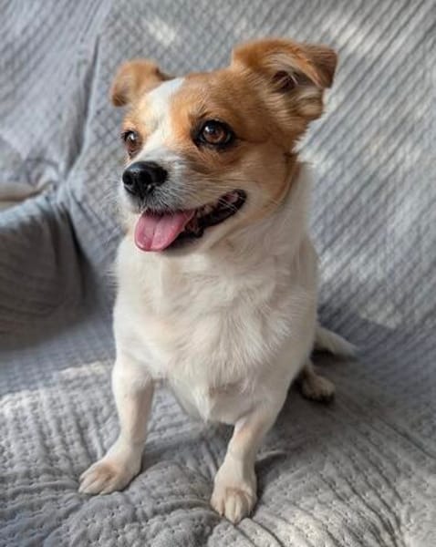 Maxi  kleiner Hund mit ganz großem Herzen!