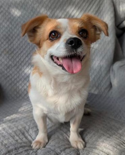 Maxi  kleiner Hund mit ganz großem Herzen!