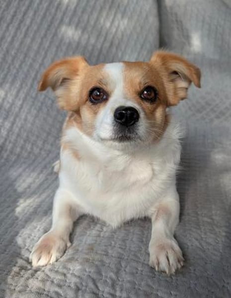 Maxi  kleiner Hund mit ganz großem Herzen!