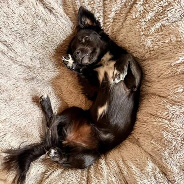 Paula💕ein echter Gute-Laune-Hund