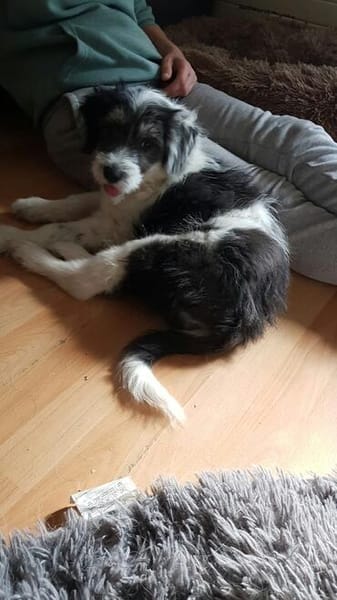 Süßes Hundekind Baloo(4 Mon,32 cm, 5kg) sucht sein Zuhause