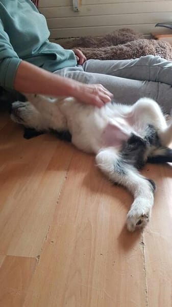 Süßes Hundekind Baloo(4 Mon,32 cm, 5kg) sucht sein Zuhause